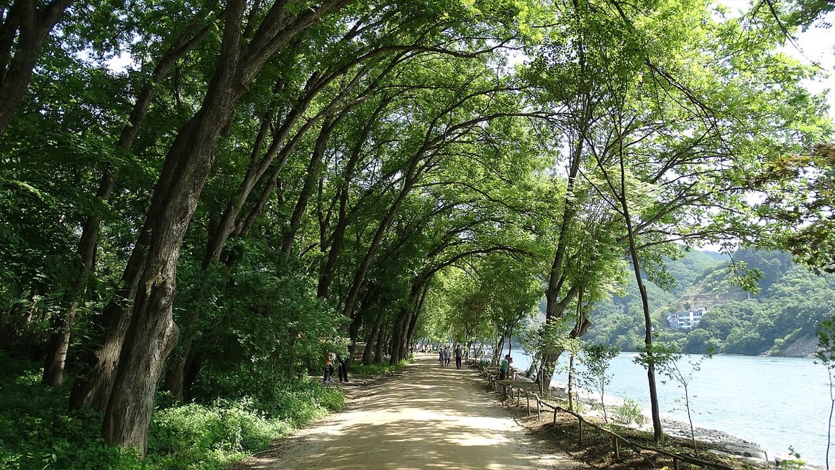Nami Island's tree-lined lanes, the iconic setting of Winter Sonata